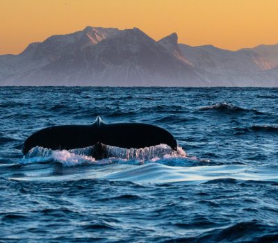 Whale @Hugo Løhre