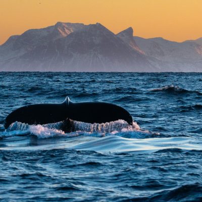 Whale @Hugo Løhre
